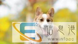 衡阳托运宠物到全国各地