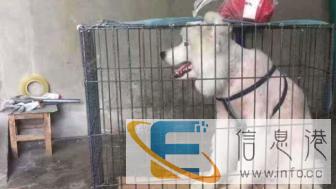 宠宝专业宠物托运，提供笼具，可上门接宠