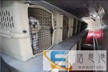 淮安区宠物托运有三种方式 空运飞机，铁运火车，汽运汽车