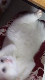 长期承接猫咪寄养