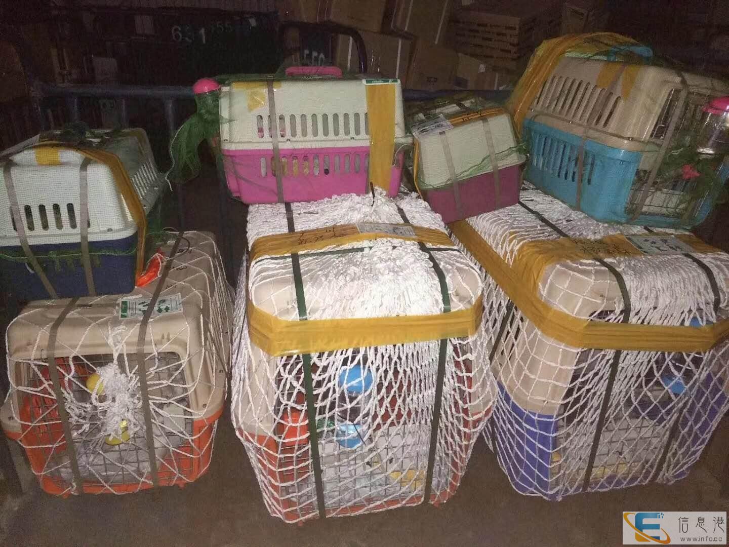 衡水宠物托运公司专车门对门服务
