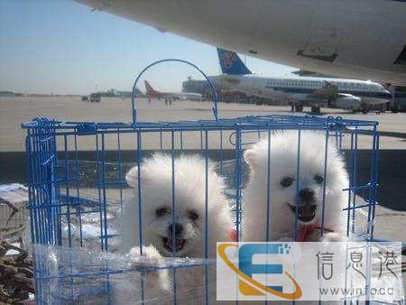 宠物托运价格