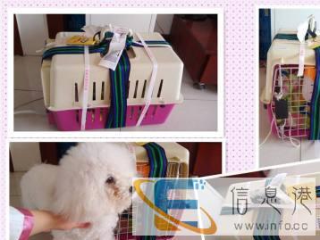 长旺全国宠物托运专业的托运