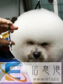 宠物美容、洗澡、宠物用品