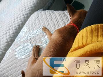 宠物家庭寄养，价格可议