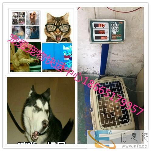 呼伦贝尔到全国宠物空运