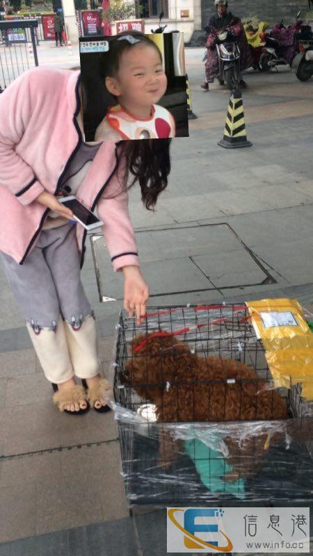 全国宠物接送汽运空运客运