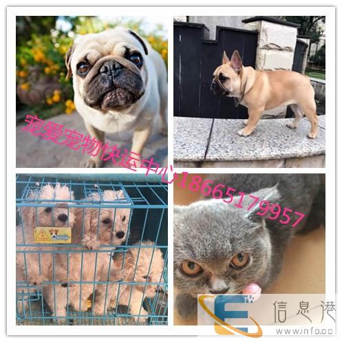 全国宠物接送托运