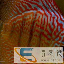 专业清洗鱼缸与维护