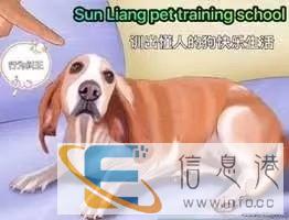 葫芦岛训犬师学校学习在哪里宠物老师培训基地在哪