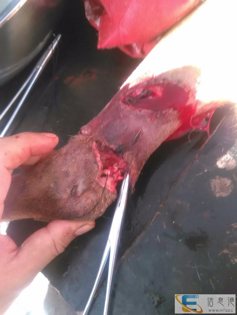 黑河兽医全科门诊,彦明动物诊所