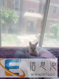 田区家庭式寄养宠物