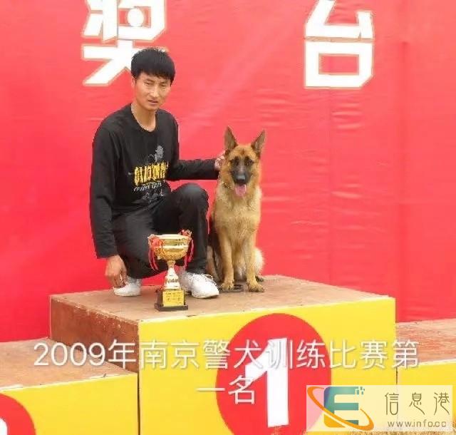 淮南训犬师学校学习在哪里宠物老师培训基地在哪