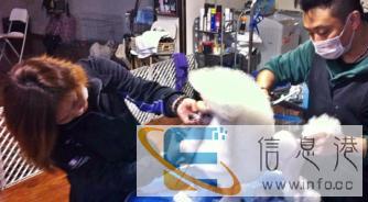 宠物美容价格2800