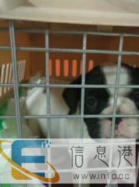 淮南宠乐游宠物托运站点