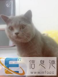 田家庵区家庭式寄养宠物