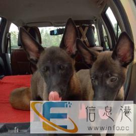 托运宠物，专业的更靠谱