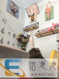 骄宠宠物店乔迁新址 位于牛市南北街南首 家