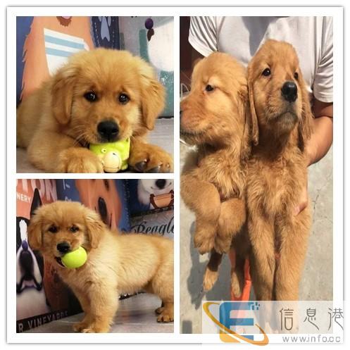 金华宠物托运价格