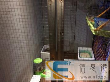 猫咪寄养，猫寄养