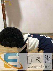 金华宠物托运价格面议