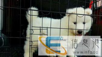 江门宠物托运价格200 江门宠物托运价格200