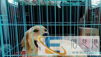 江门宠物托运价格200 江门宠物托运价格200