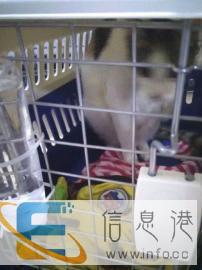江门宠物托运价格200 江门宠物托运价格200