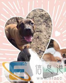 少枫训犬，快乐训练