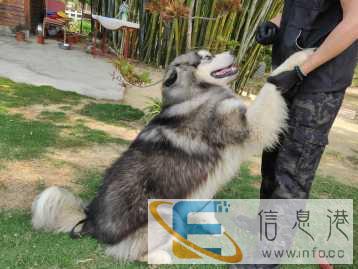 宠物中山伊甸园护卫犬训练基地，专车接送