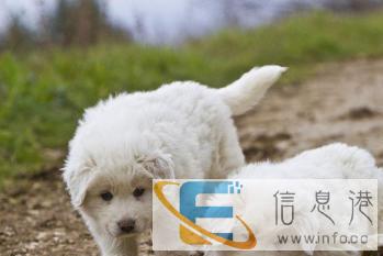 宠物托运价格面议