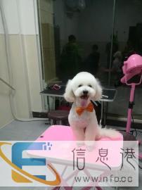 收想学宠物美容的学员