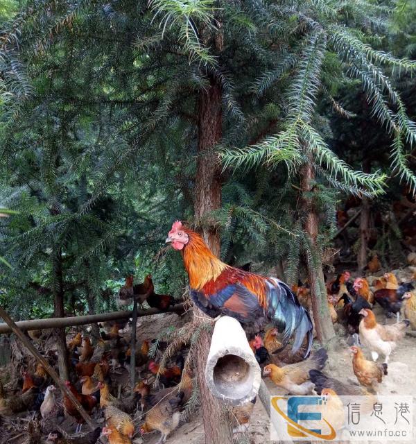 原生态土鸡，让你品尝儿时乡村土味