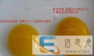 海鸭蛋广西红树林南海宝