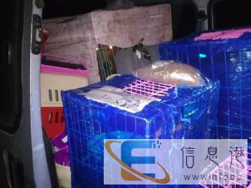 长旺全国宠物托运中心，欢迎你的咨询