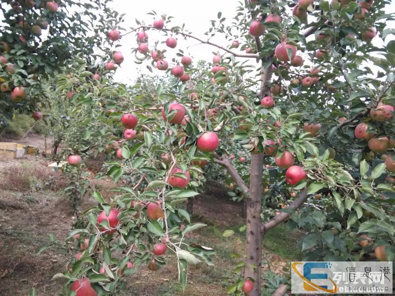 苹果采摘价格美丽