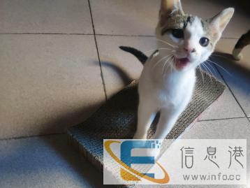 上门喂养宠物喂养