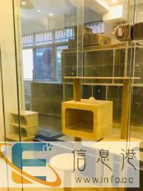 专业上门喂猫遛狗宠物家政服务代替寄养出差节假日喂养