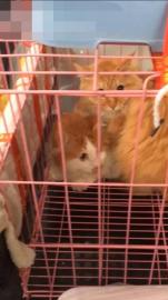 宠爽游保姆专车上门接送喂食喂水空调安全舒适