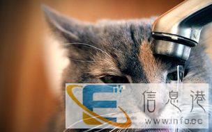 宠必达专车托运大中小型宠物