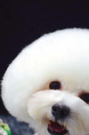 沈阳萌格国际宠物美容学校，为您宠物店梦想保驾护航