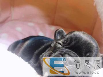 佳木斯不二宠物店