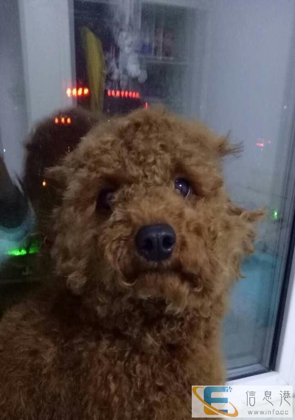 爱宠之家宠物寄养