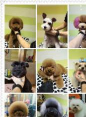 宠物美容价格面议