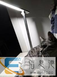 暑假猫咪家庭式寄养