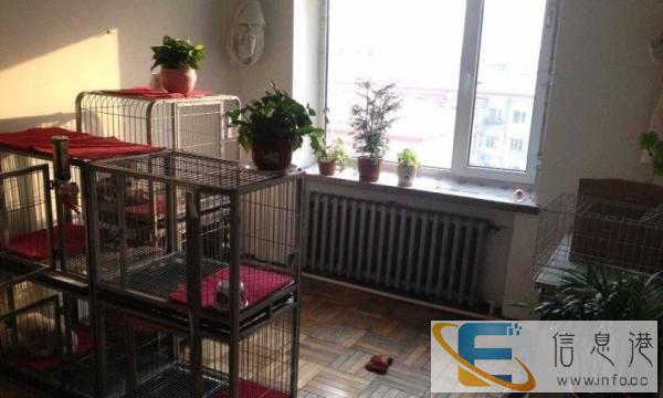 24小时宠物寄养