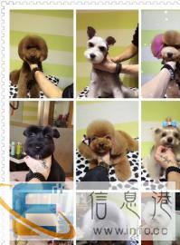 佳木斯宠物森林.宠物美容培训
