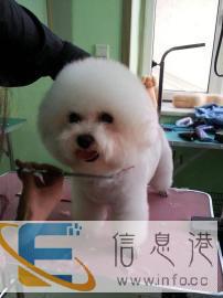 0基础宠物美容师基地毕业就赚钱