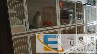 家庭式猫咪寄养寄养猫咪