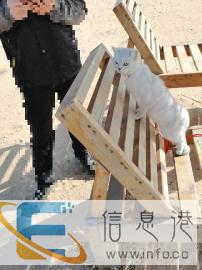 提供上门喂猫服务